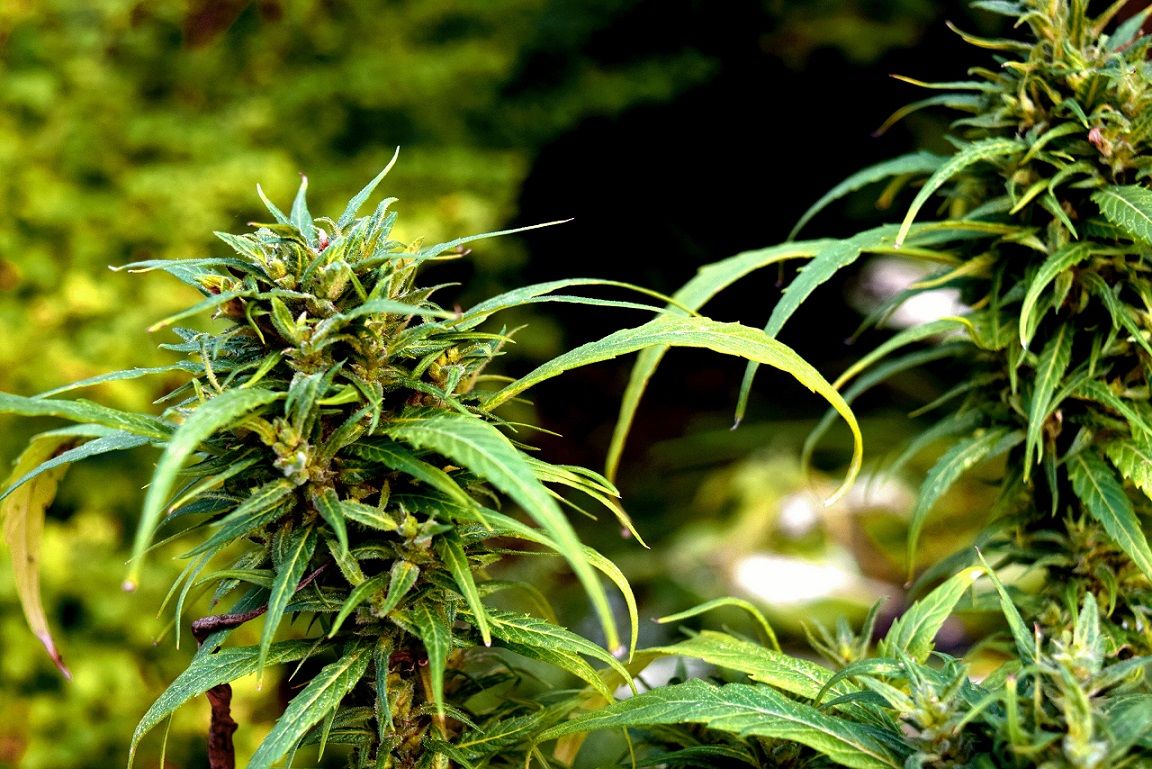 Kush Haze and Skunk the genetic base for modern cannabis