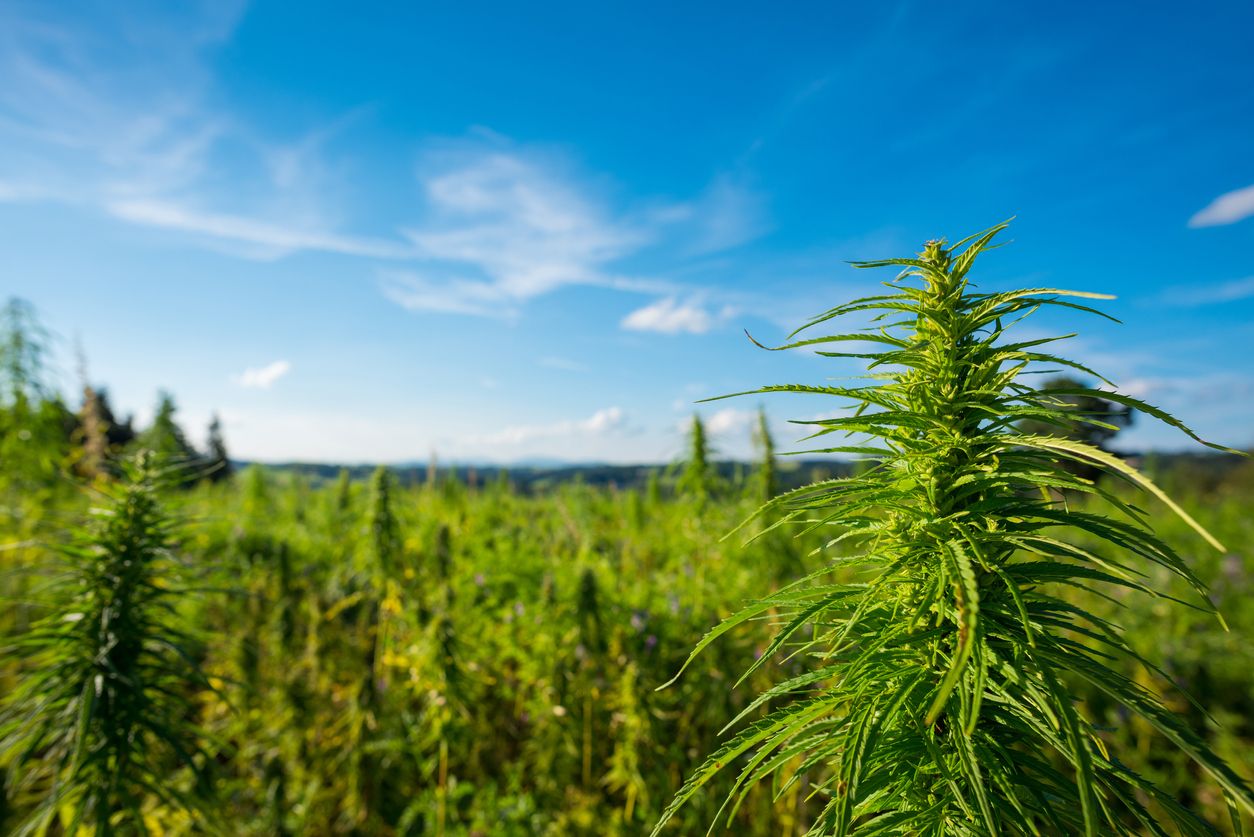 Why you should and how to grow marijuana organically