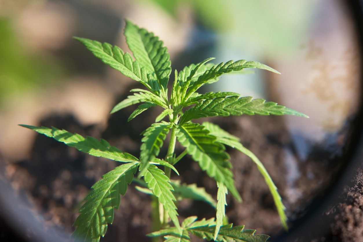 How to grow vegan marijuana