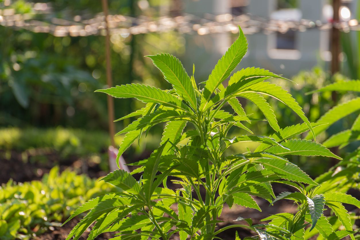Companion plants for growing marijuana 