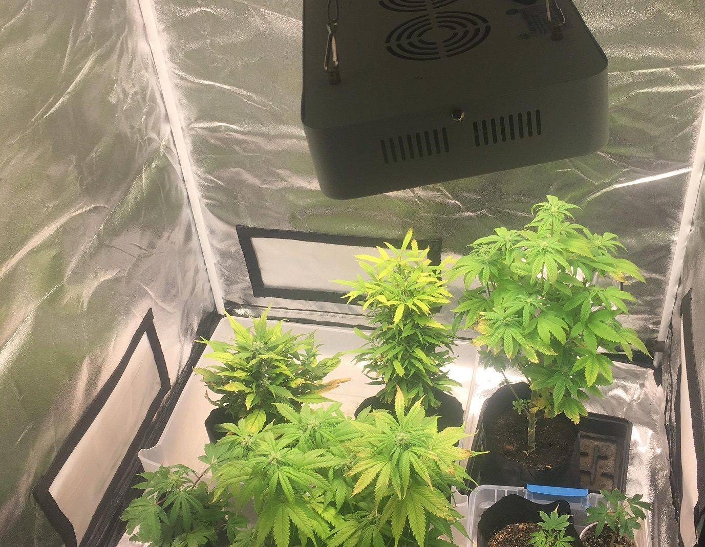 Top 3 Grow Boxes And Grow Cabinets Of 2018 Cannabis Wiki