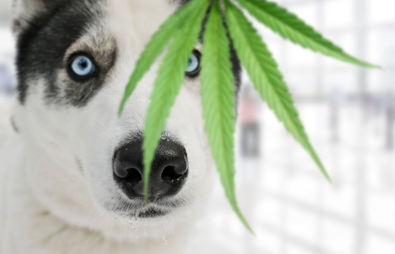 Why getting pets and other animals high isnt a joke