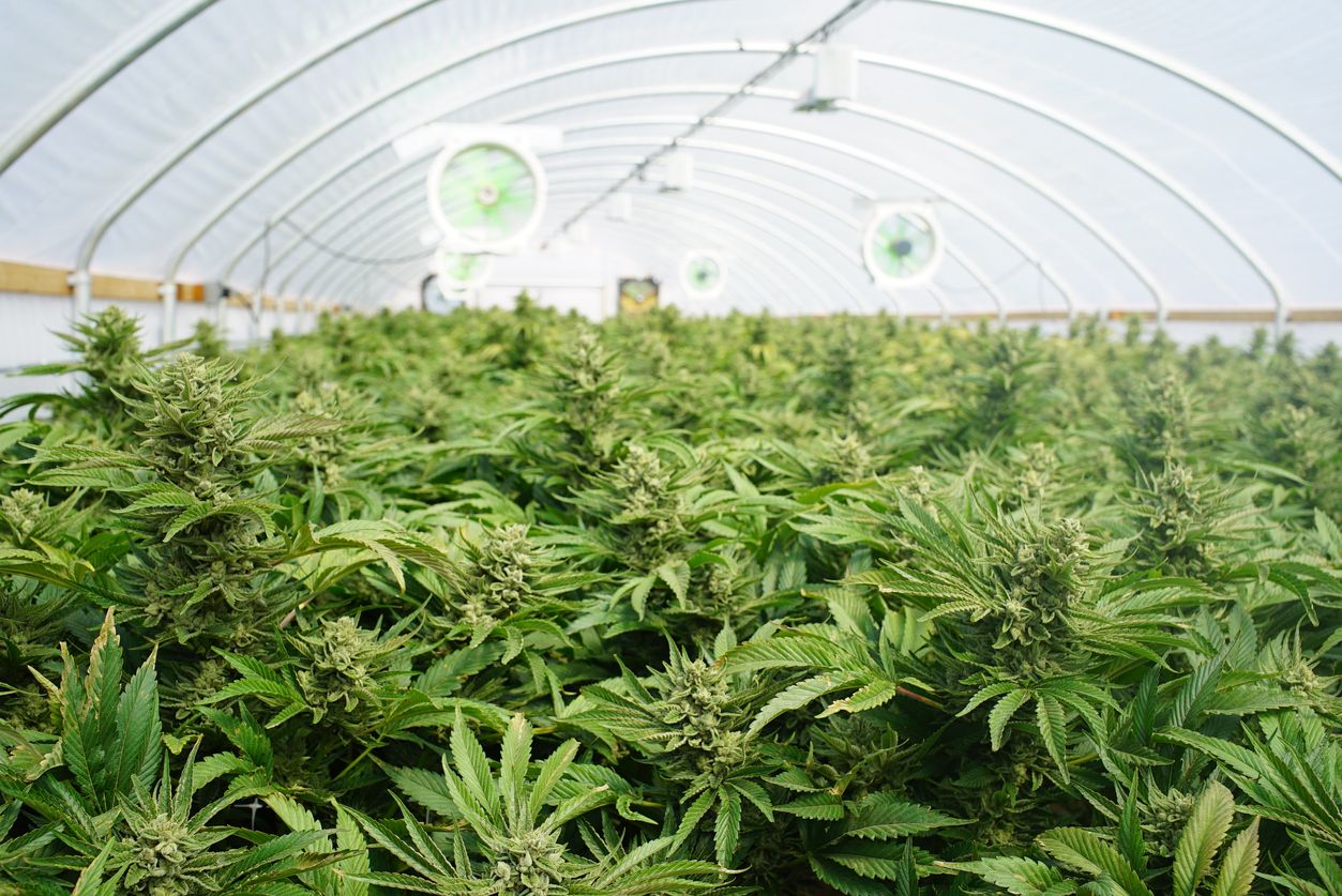 Are marijuana crops on the horizon