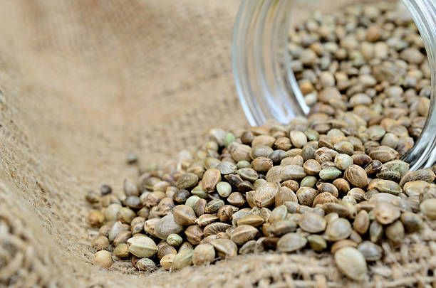 What to do with your marijuana seed and hemp seed 