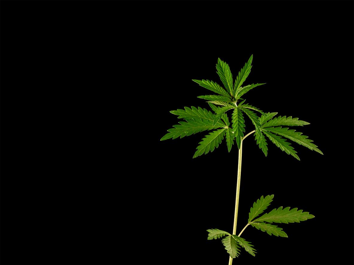 All about splitting cannabis stems