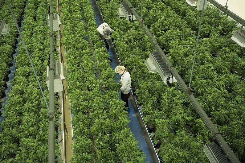 Canopy Growth buys German medical cannabis company for 343 million