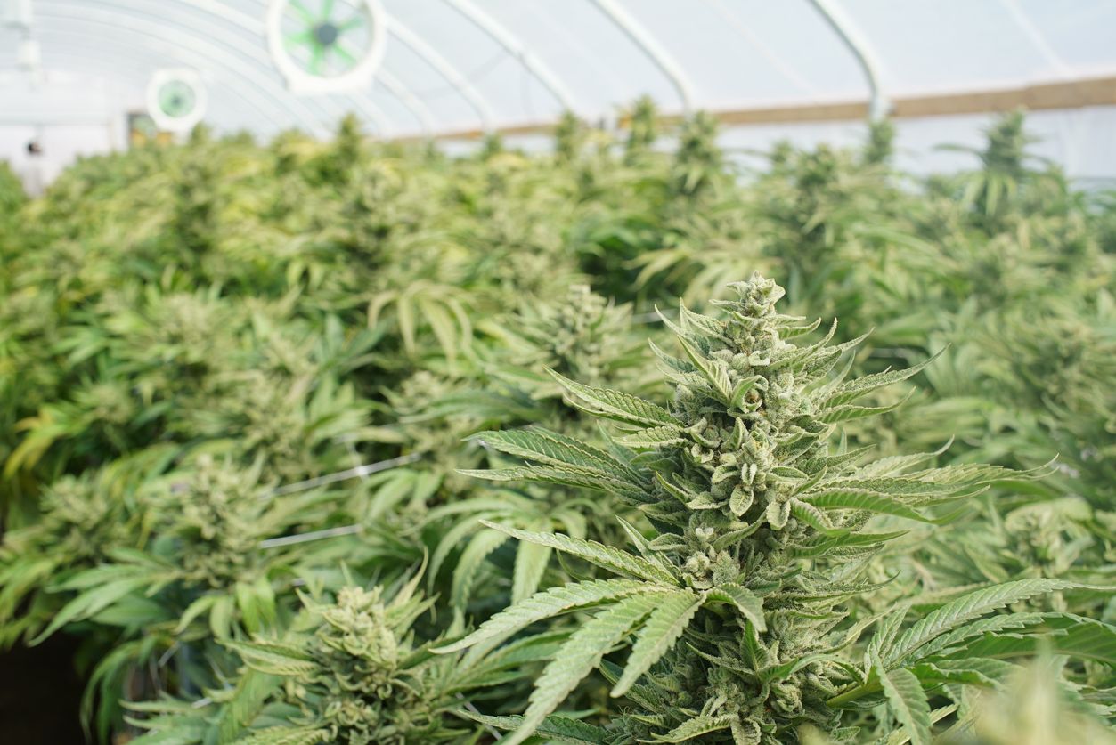 How much air conditioning is safe to have in a grow room or tent