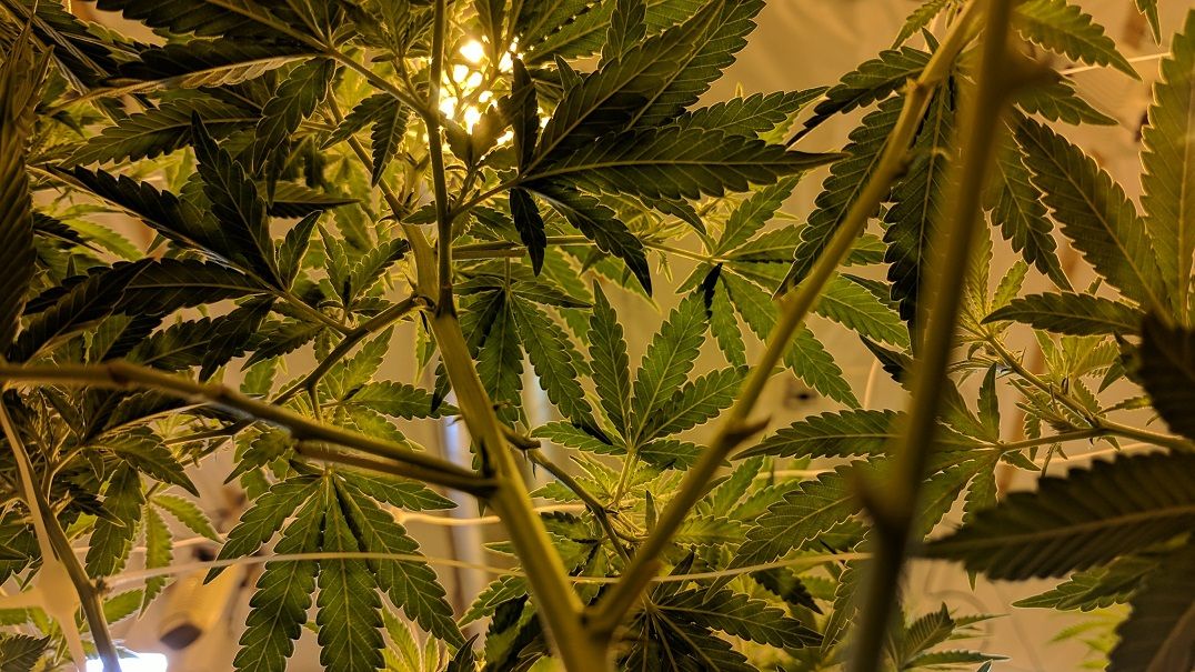 Using CO2 for growing cannabis to maximize your yield