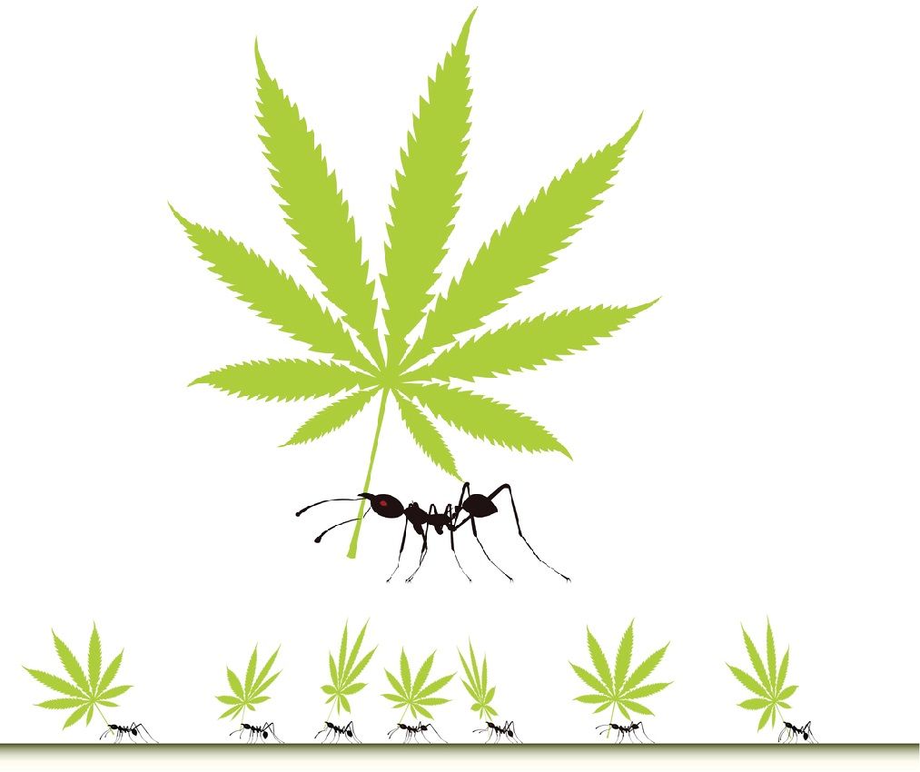 Конопля и муравьи вырастить шишку конопли
