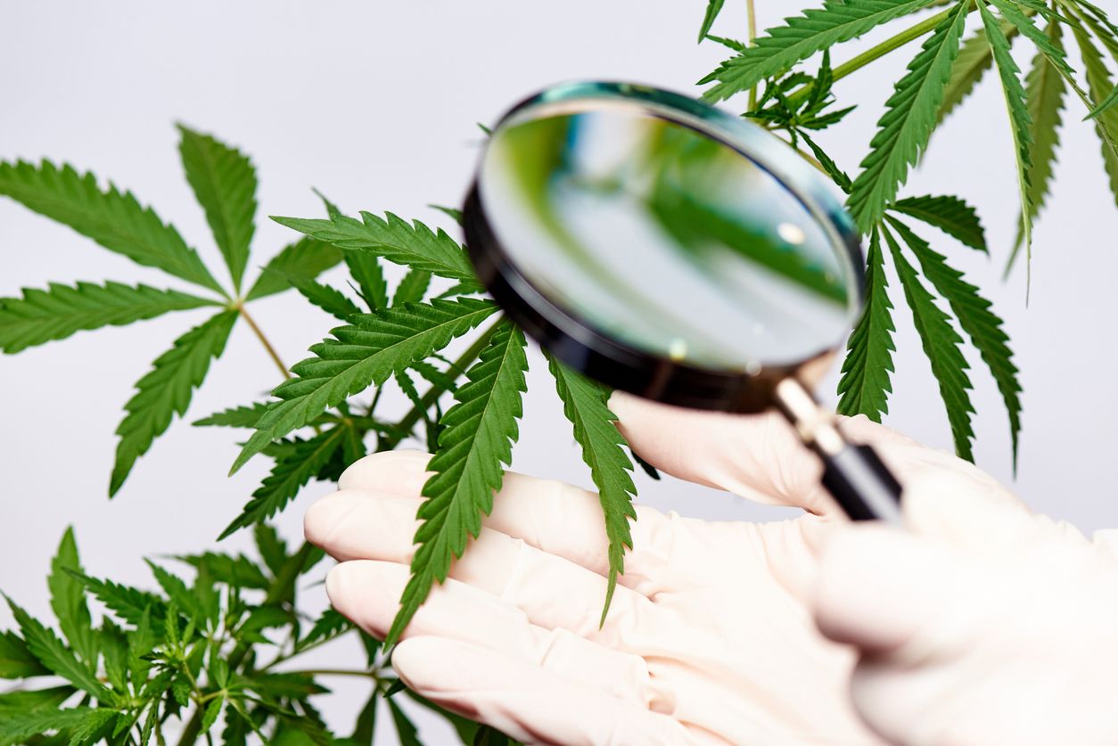 10 Amazing things we discovered about cannabis in 2020