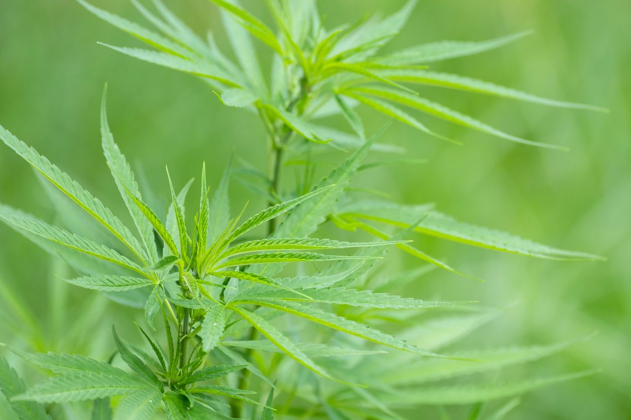 10 Health benefits of growing cannabis