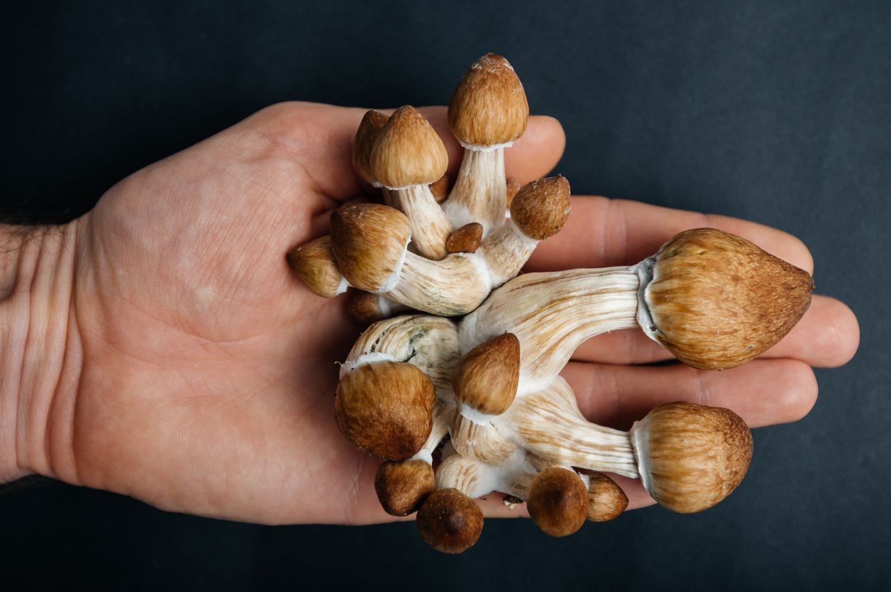 10 Interesting facts about magic mushrooms