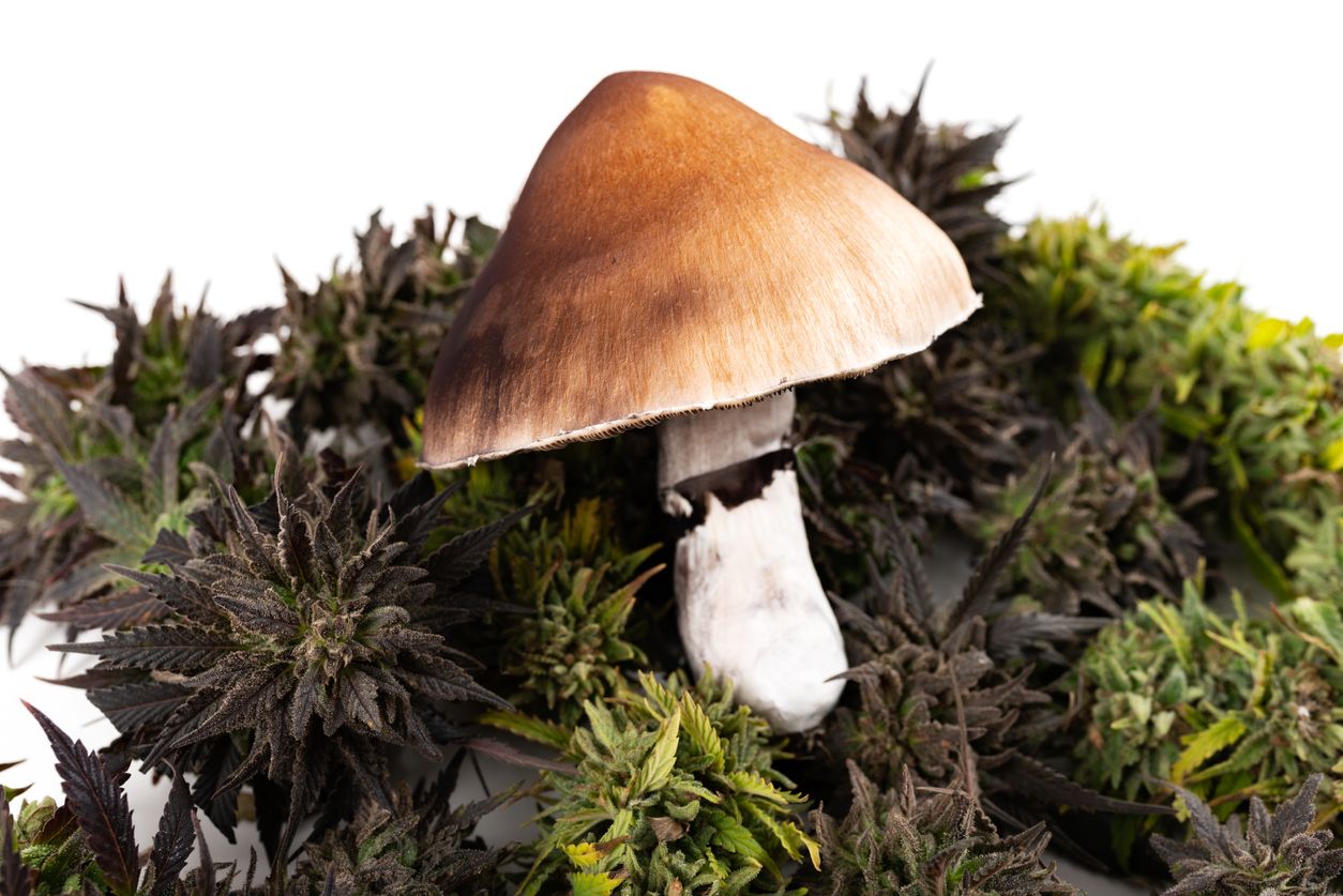 10 Interesting similarities between magic mushrooms and pot