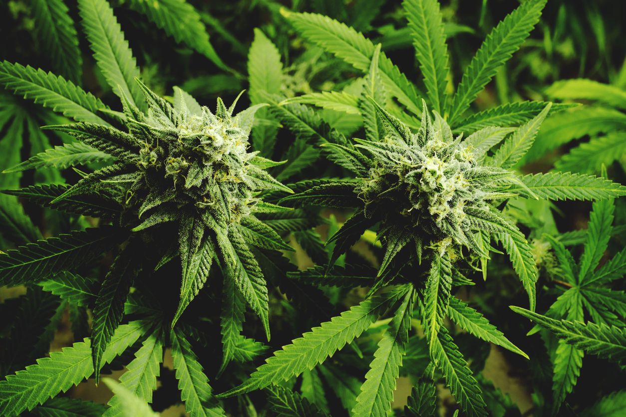 10 Reasons why cannabis flowers are replacing traditional garden plants