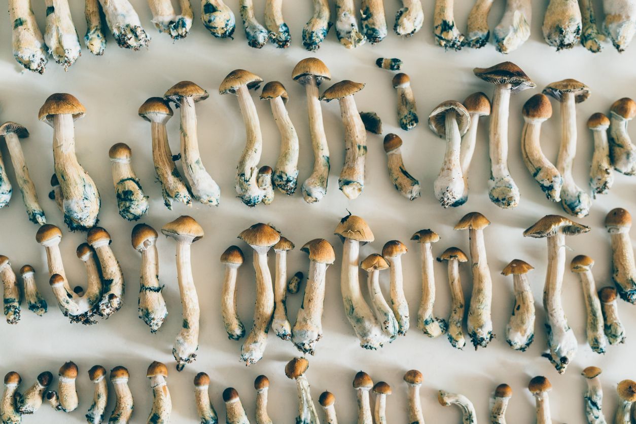 10 Things you should know about psilocybin