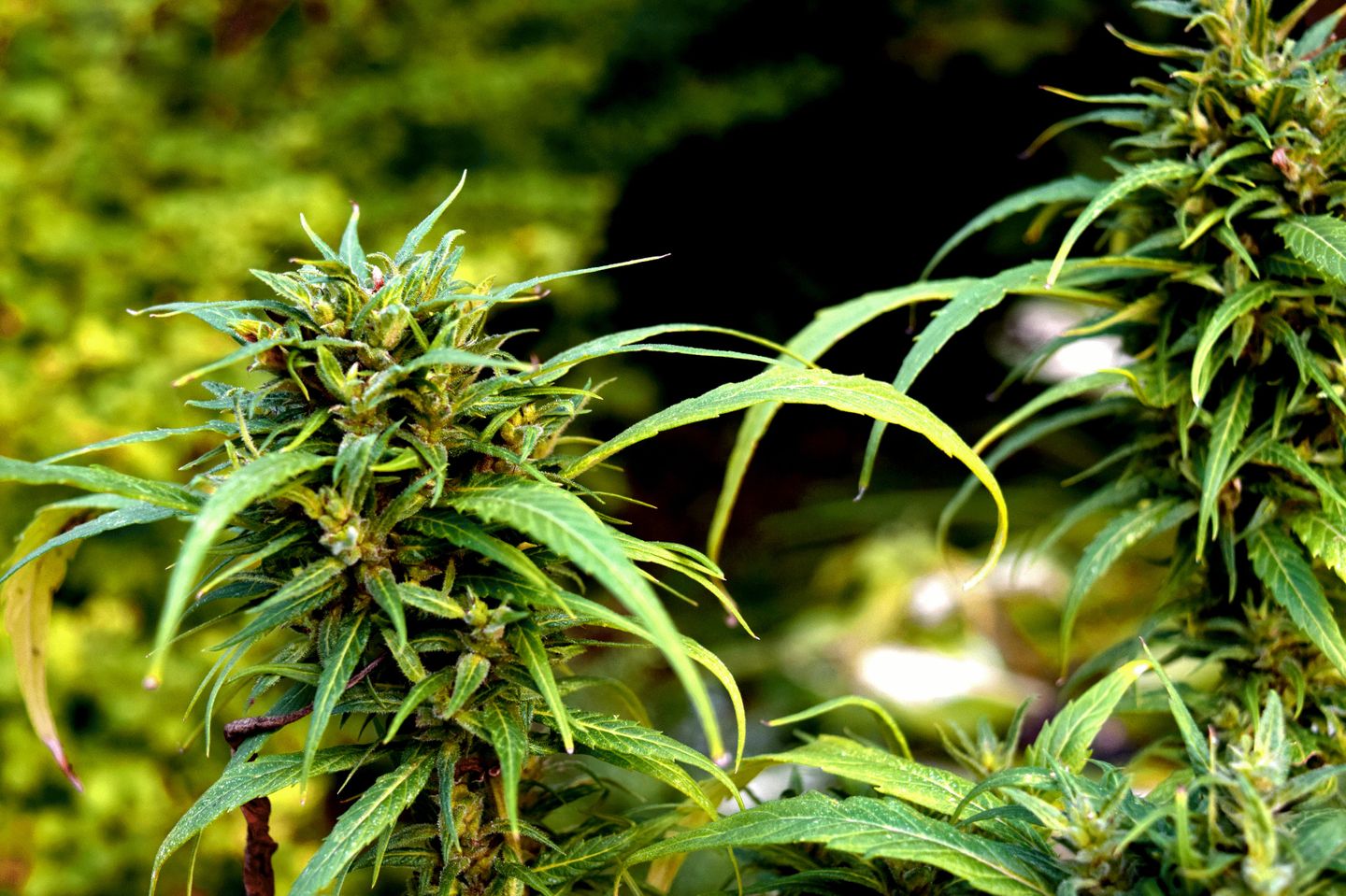 10 Tips for growing medical cannabis 