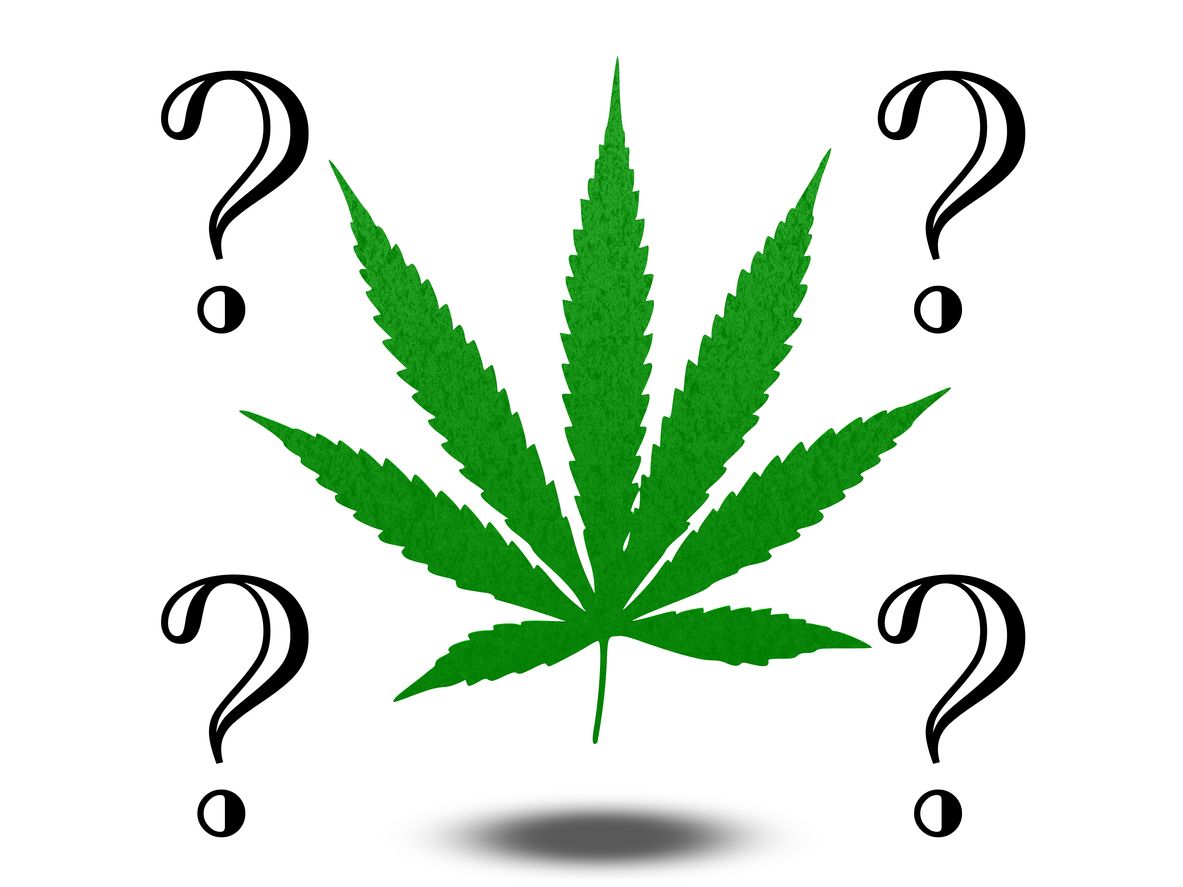 15 Fun cannabis trivia questions and answers