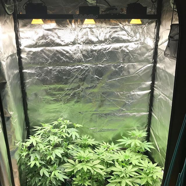 The best marijuana grow lights