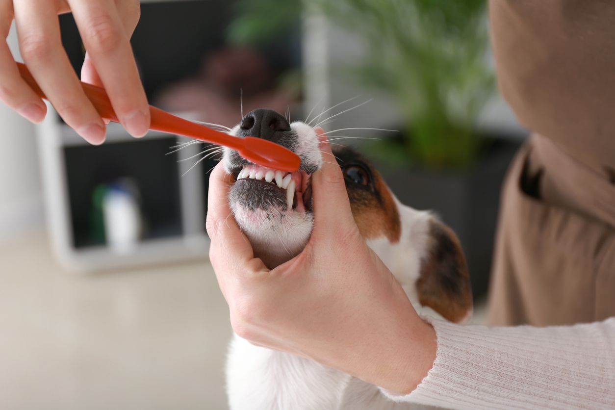 5 CBD toothpaste recipes that are safe for your pets