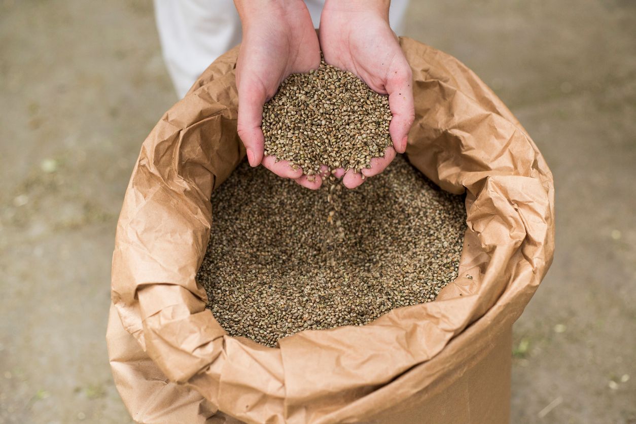 5 Health benefits of eating hemp seeds