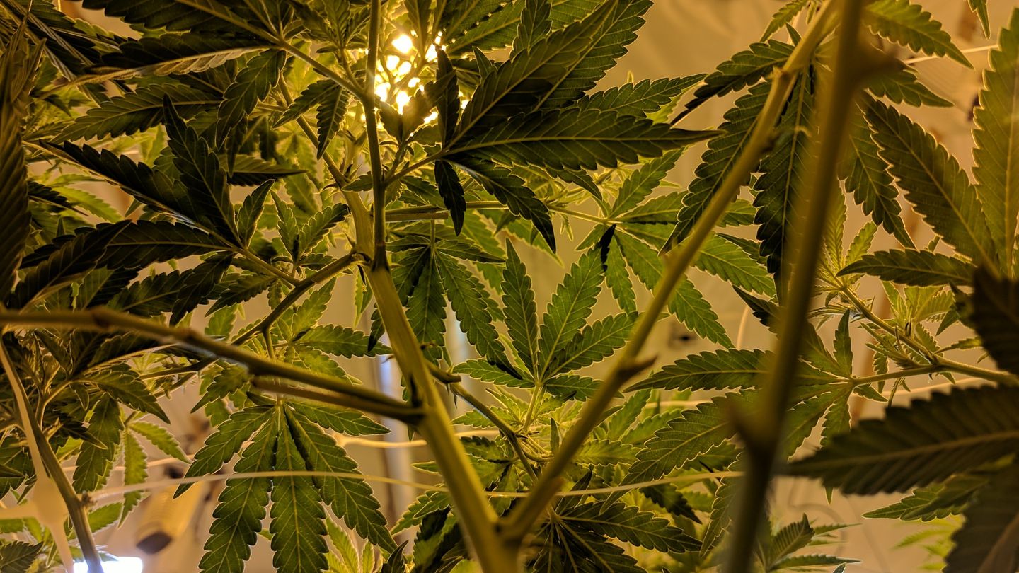 5 Reasons to buy your cannabis growing gear right now 