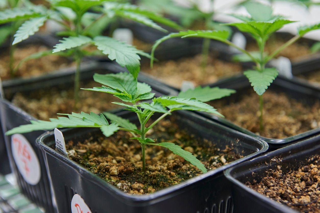 5 Things that you can do to help your cannabis seeds to sprout 