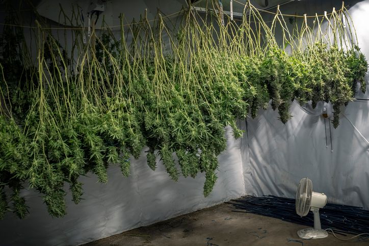A Growers Guide on How to Dry Weed 