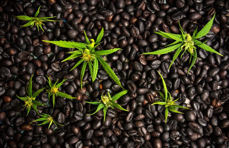A look at the illegal weed coffee trade in Indonesia