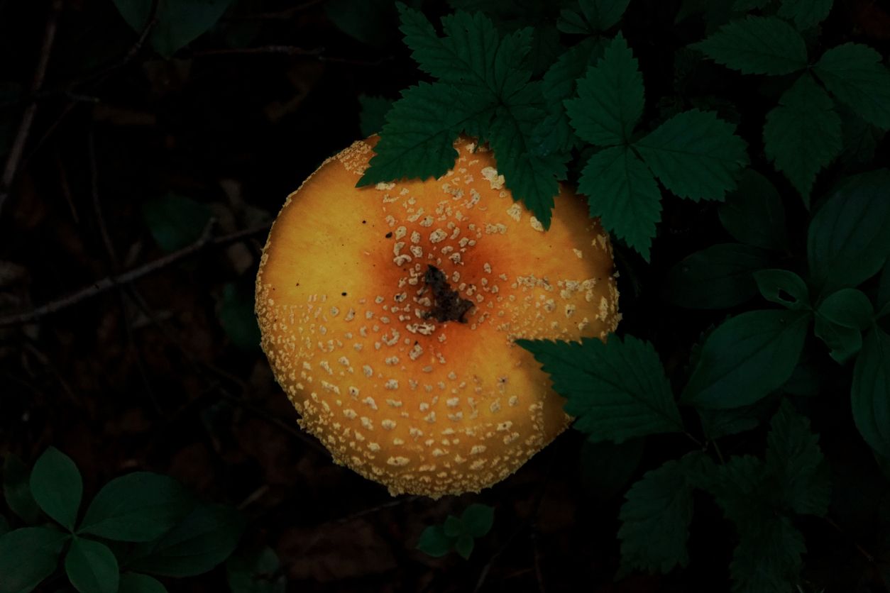 A look at the most powerful kind of psychedelic mushroom