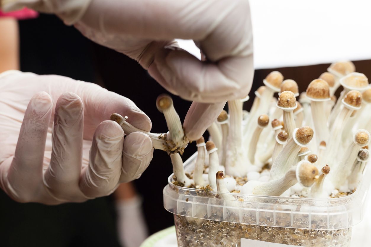 An indepth look at the top 10 most popular types of psilocybin