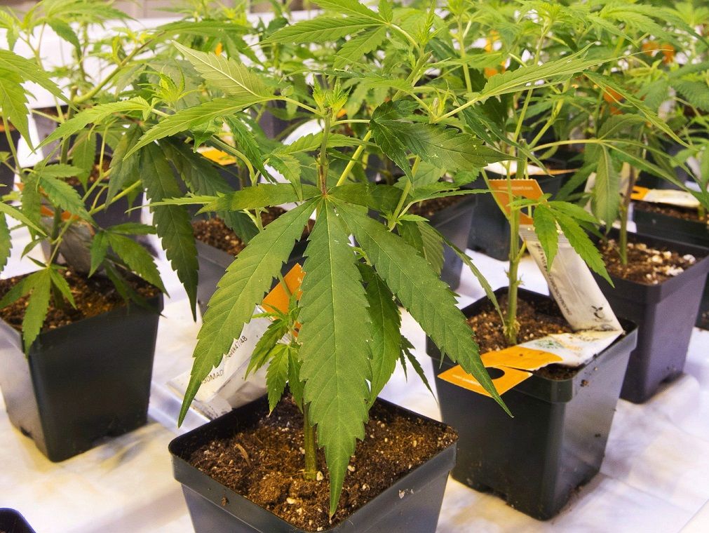 Aurora Cannabis buying stake in Dutch company Growery to provide secured loan