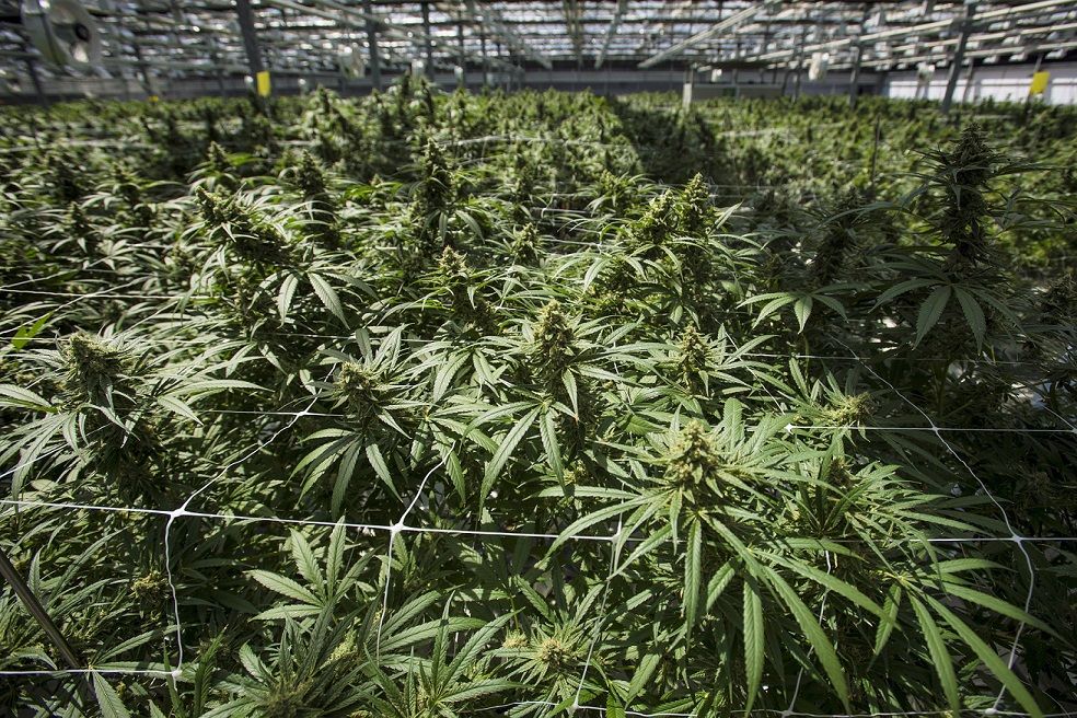 CannTrust to destroy 77 million of plants and inventory prompting share jump