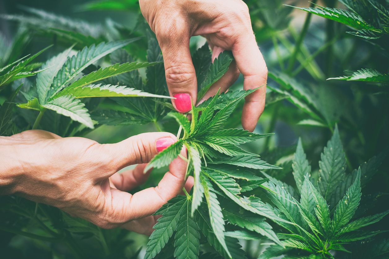 Changes cannabis consumers can expect to see over the next decade