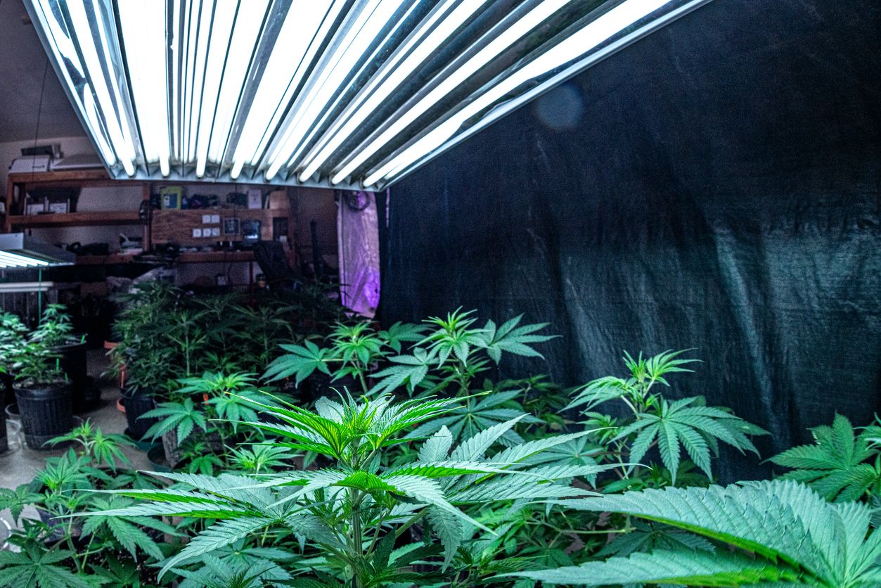 Growing cannabis  Is light leak a myth