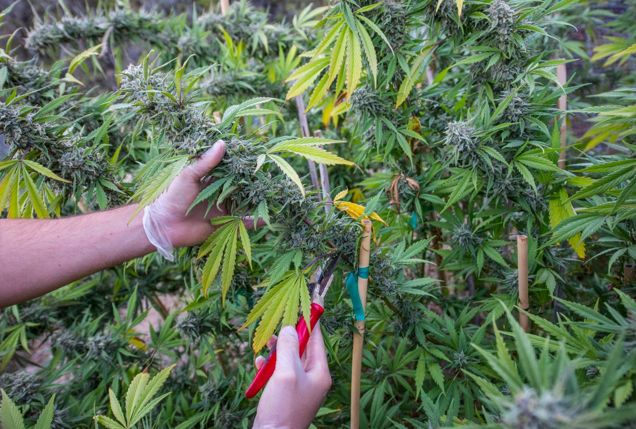 A Guide to Super Cropping Marijuana Plants for Higher Yields
