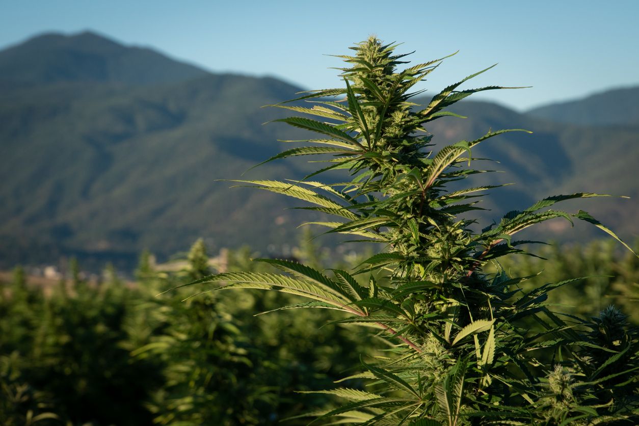 High altitude cannabis cultivars