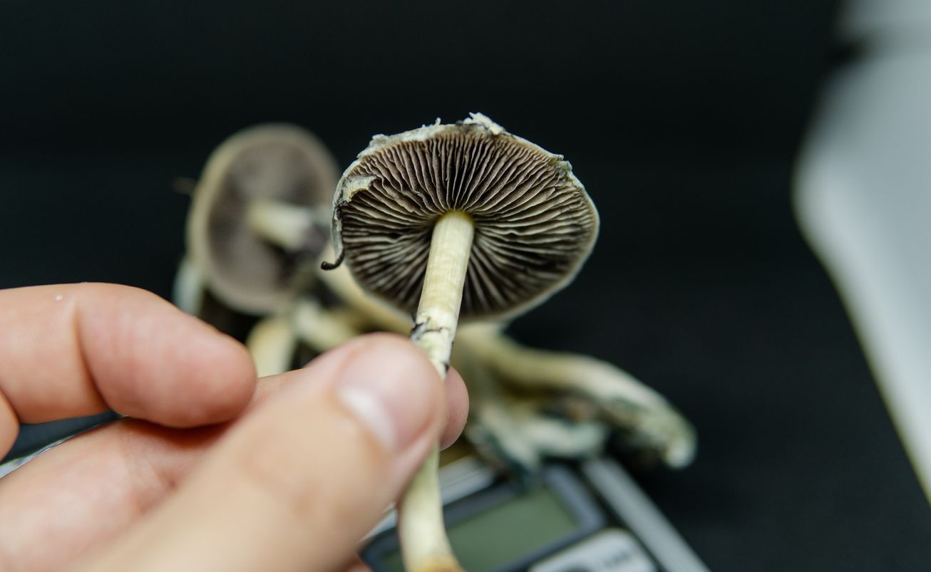 How do magic mushrooms work 