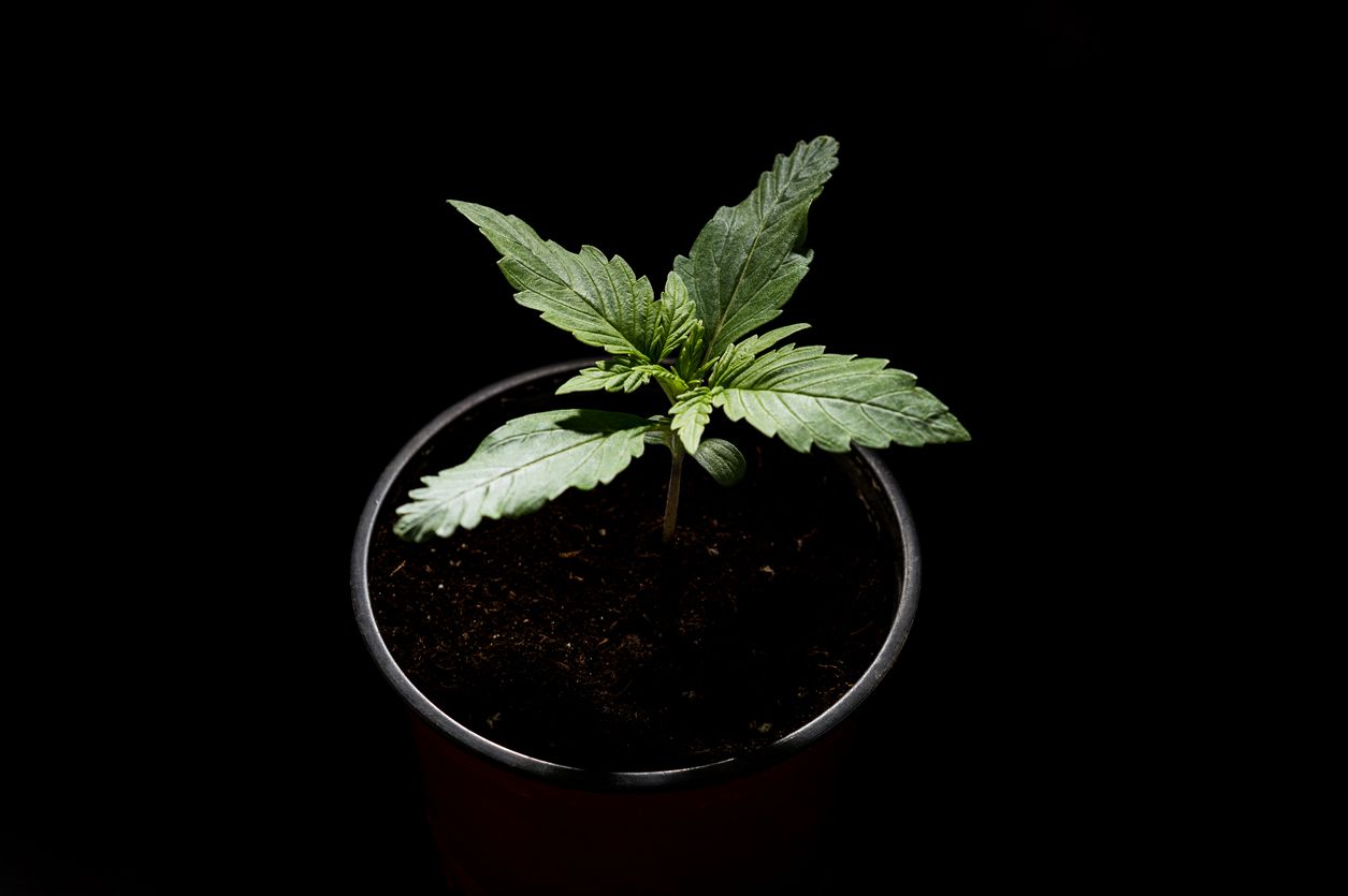 How to avoid damping off in cannabis seedlings | Cannabis wiki