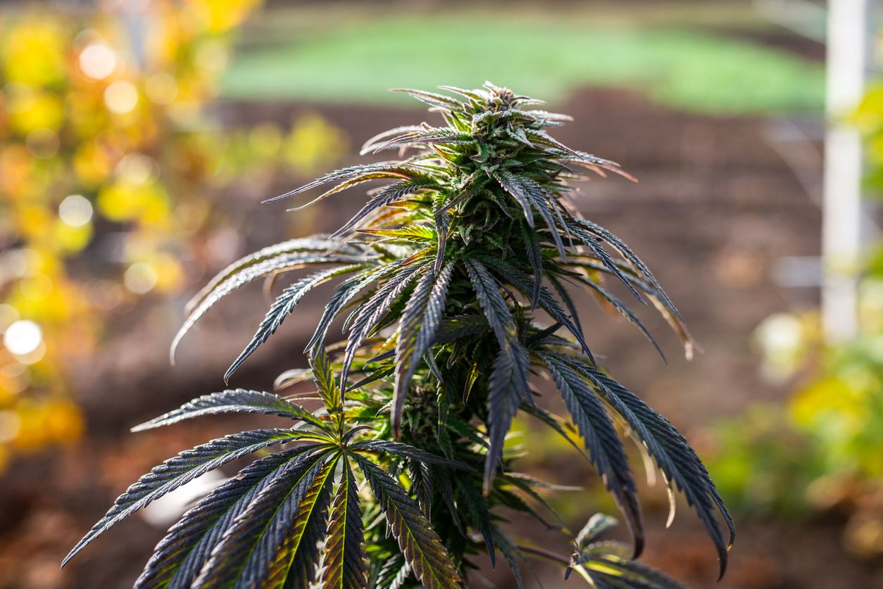 How to grow a photogenic cannabis plant