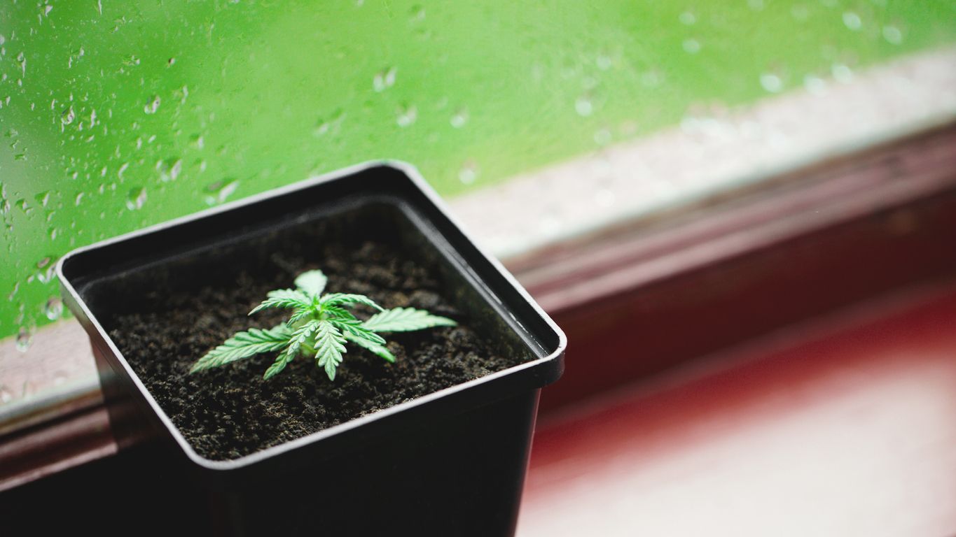 How to grow weed on a budget