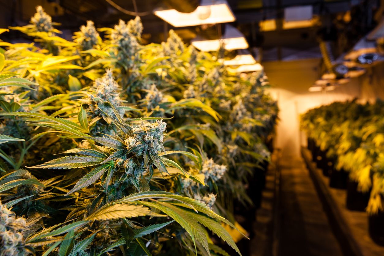 How to reduce the risk of mould in your grow room