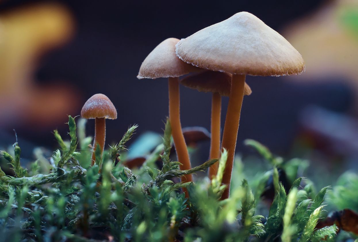 5 reasons why Psilocybin might be the next legal drug to hit the market
