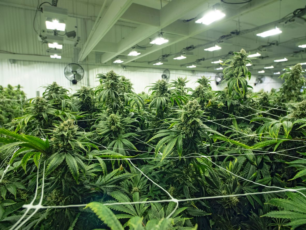 Growing Marijuana Indoors for Beginners 