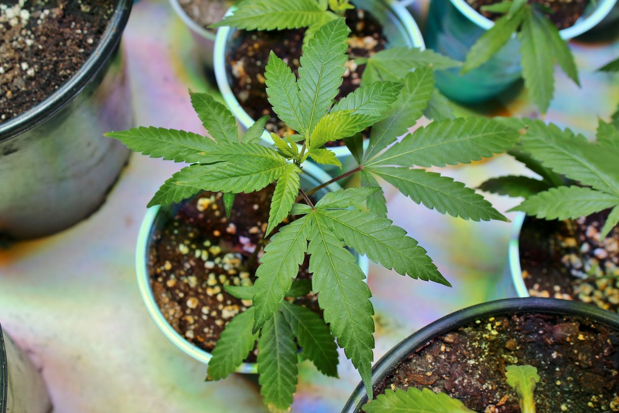 Tips and tricks for success with cloning weed
