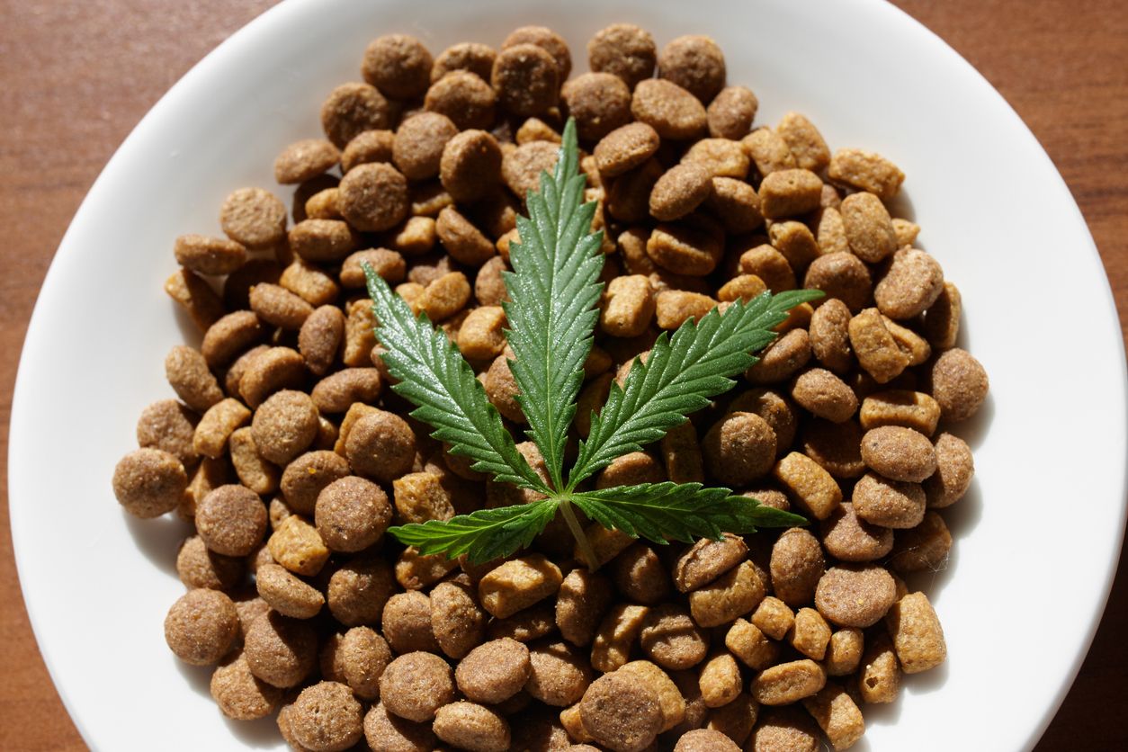 The Complete Guide to using CBD oil for Cats - Cannabis wiki