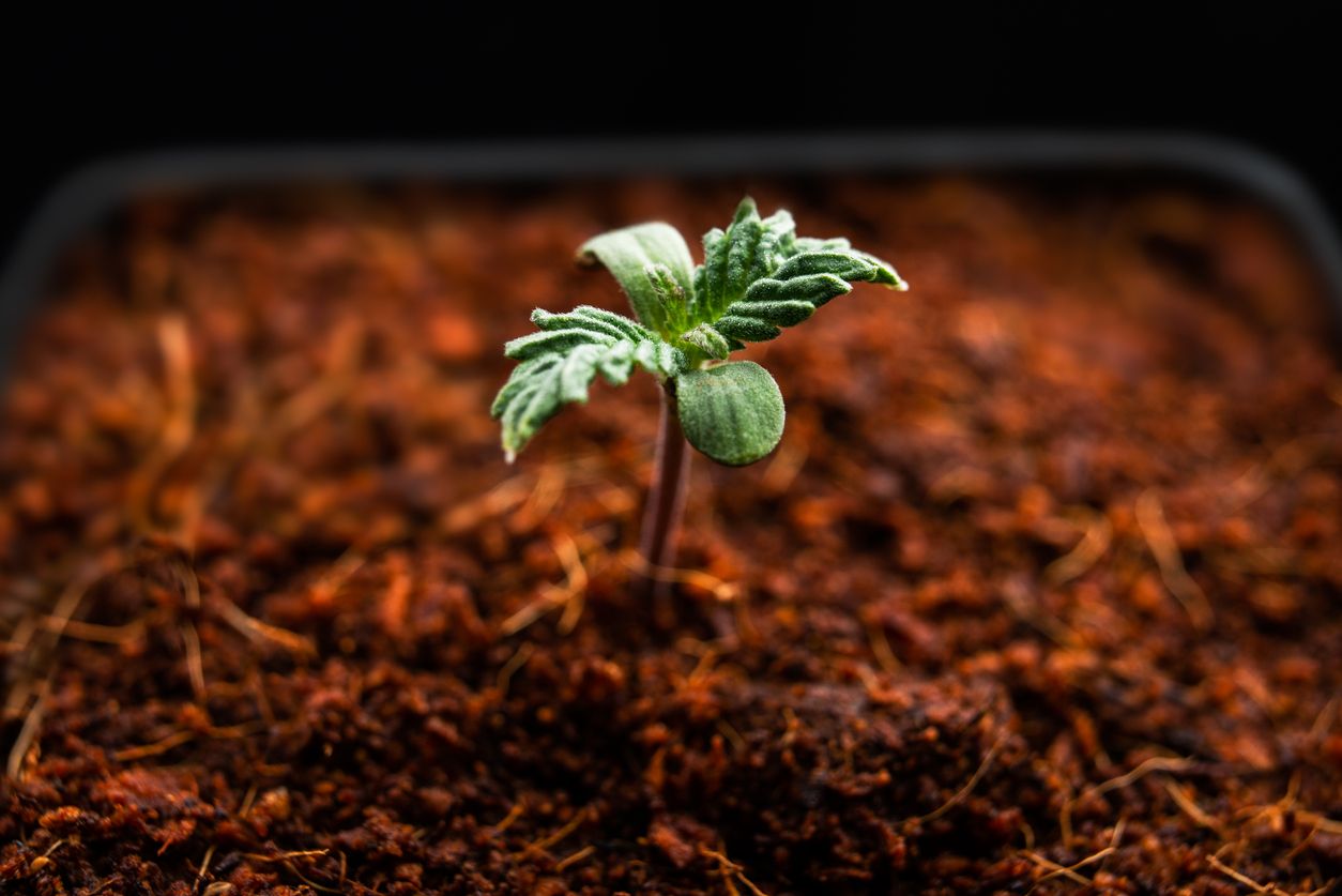 Essential Nutrients for Growing Cannabis