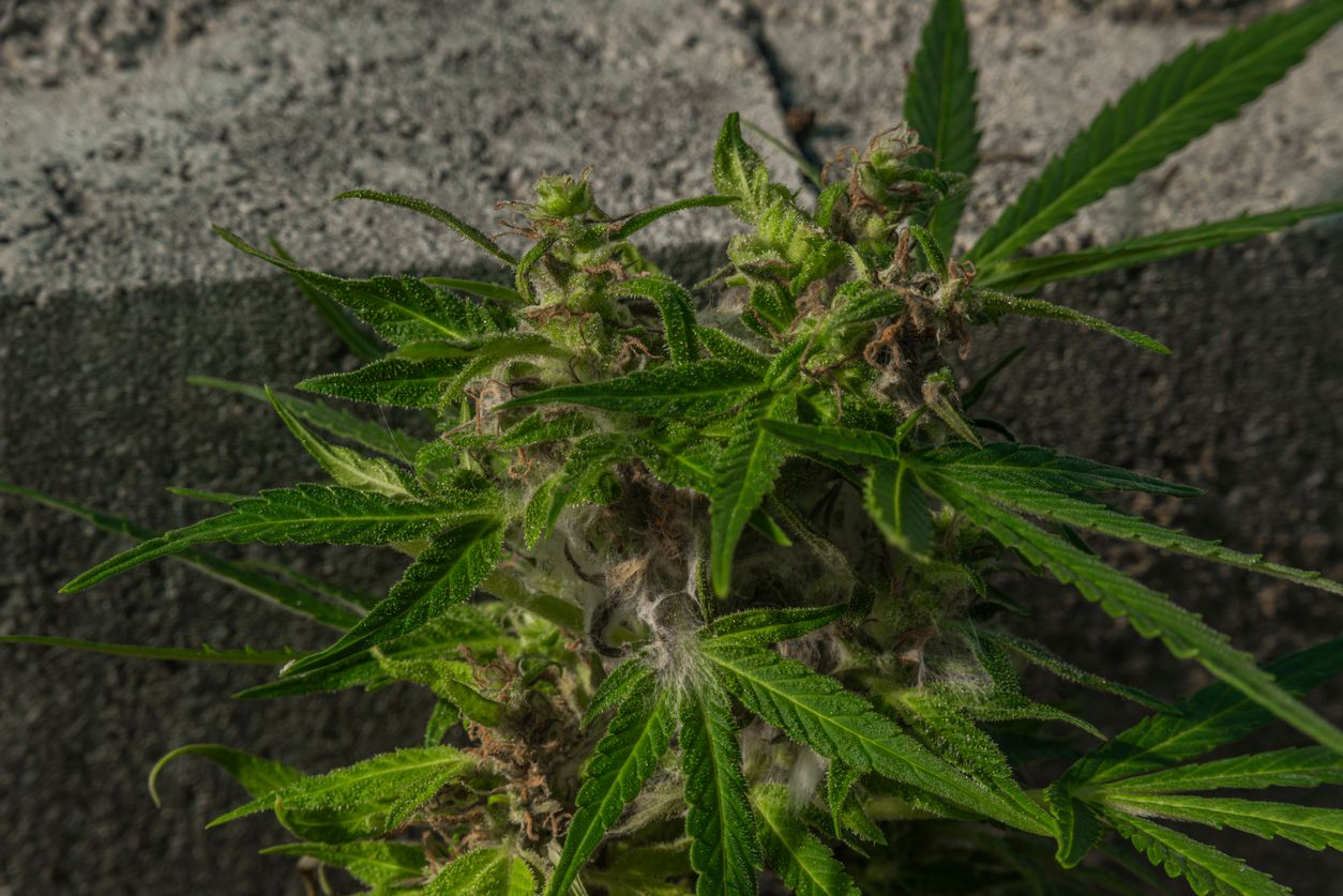 How to Detect Prevent and Treat Moldy Weed  Cannabis Wiki