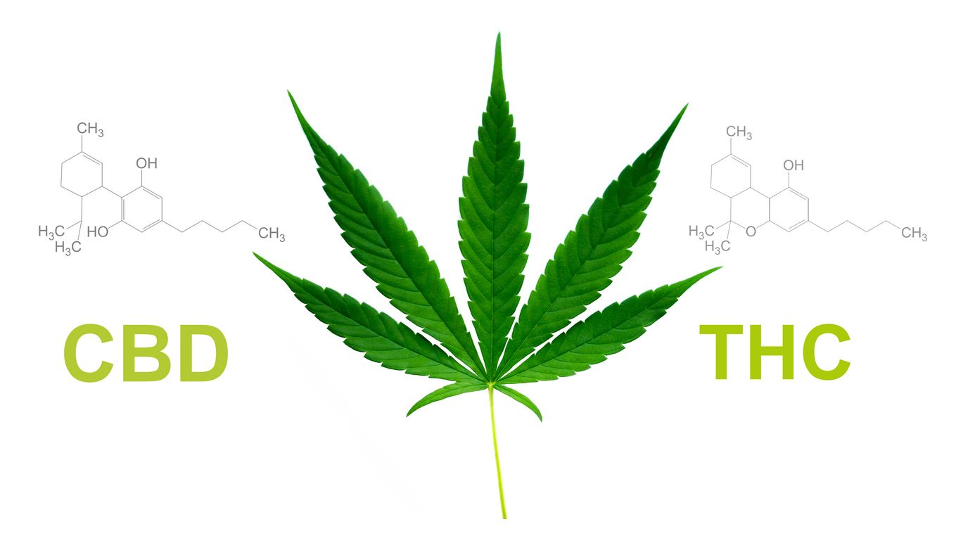How using CBD with THC can create an even balance of effects