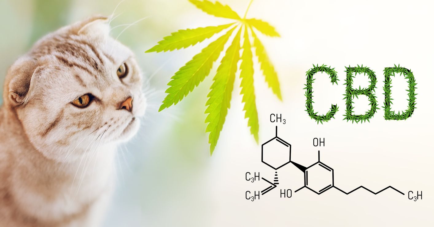 The Complete Guide to using CBD oil for Cats | Cannabis wiki