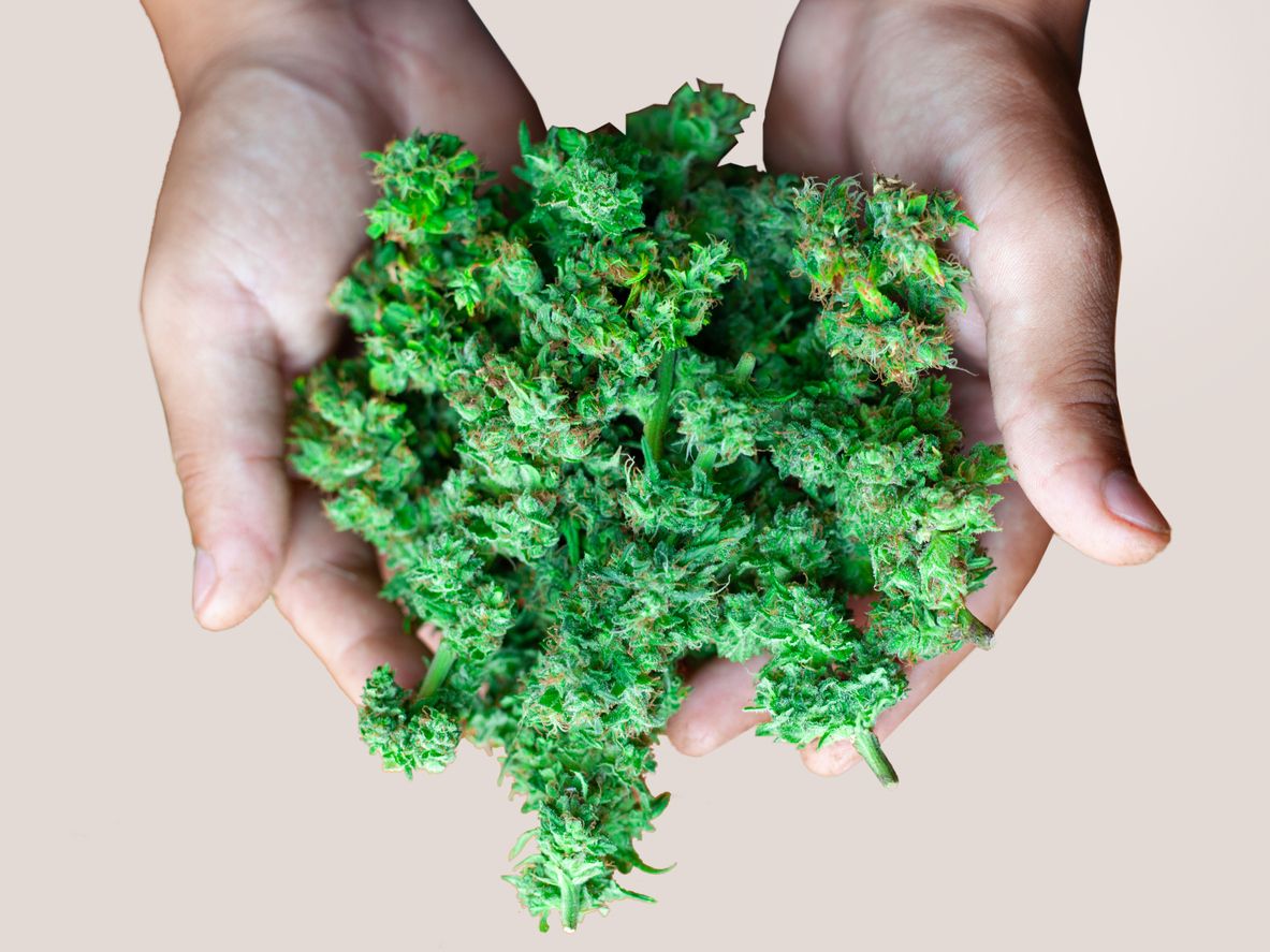 How marijuana terpenes can be used to improve health and wellness 